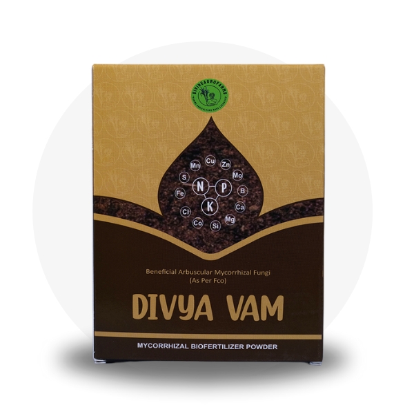 Divya Vam